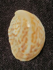 Crepidula maculosa