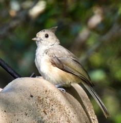 Baeolophus atricristatus