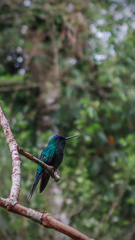 Thalurania glaucopis