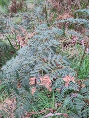 Pteridium esculentum