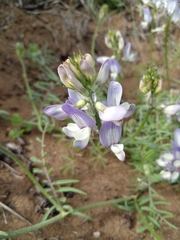 Astragalus amatus