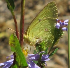 Colias