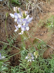 Astragalus amatus
