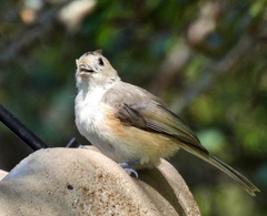 Baeolophus atricristatus