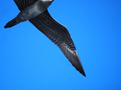 Stercorarius longicaudus