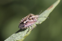 Agonoscelis puberula