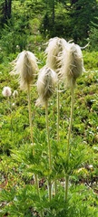 Pulsatilla occidentalis
