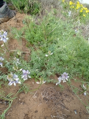 Astragalus amatus