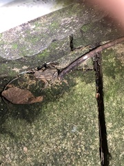 Bufo bankorensis