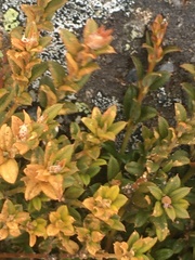 Oxylobium ellipticum