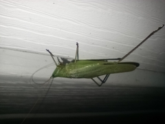 Neoconocephalus retusus