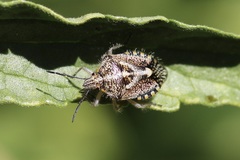 Agonoscelis puberula