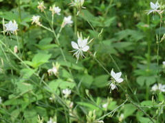 Oenothera filiformis