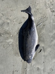 Phocoena phocoena