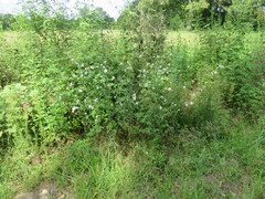 Oenothera filiformis