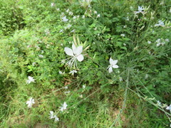Oenothera filiformis