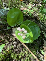Maianthemum canadense