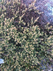 Oxylobium ellipticum