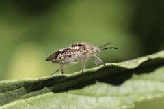 Agonoscelis puberula