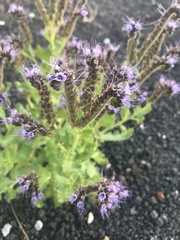 Phacelia