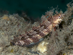 Eupetrichthys angustipes