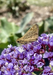 Atalopedes campestris