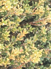 Oxylobium ellipticum