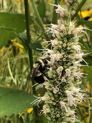 Bombus affinis