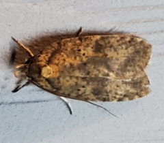 Agonopterix argillacea