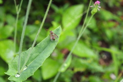 Ropalidia hongkongensis