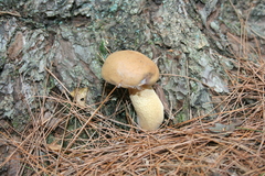 Tylopilus felleus