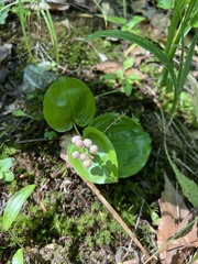 Maianthemum canadense
