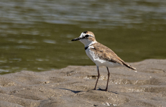 Charadrius collaris