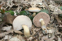 Tylopilus felleus