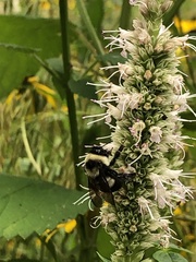 Bombus affinis