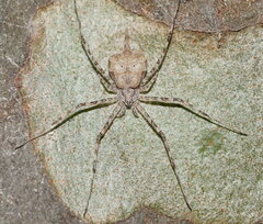 Tamopsis