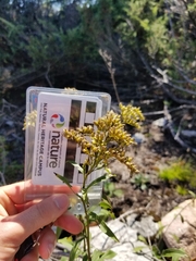 Solidago juncea