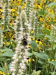 Bombus affinis