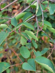 Amelanchier alnifolia