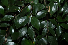 Syzygium luehmannii