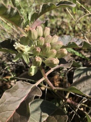 Asclepias nyctaginifolia