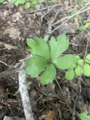Sanicula canadensis