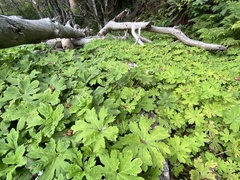 Petasites frigidus palmatus