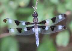 Libellula pulchella