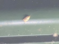 Epiphyas postvittana