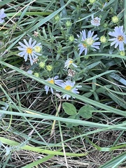 Symphyotrichum falcatum