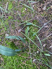 Schiedeella transversalis