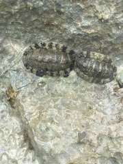 Acanthopleura granulata