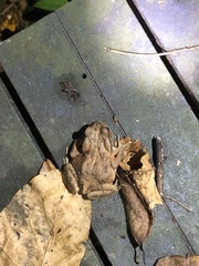 Bufo bankorensis