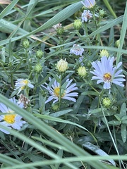 Symphyotrichum falcatum